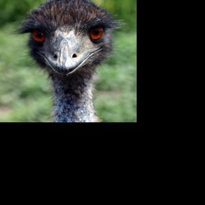 Escaped emu returns home