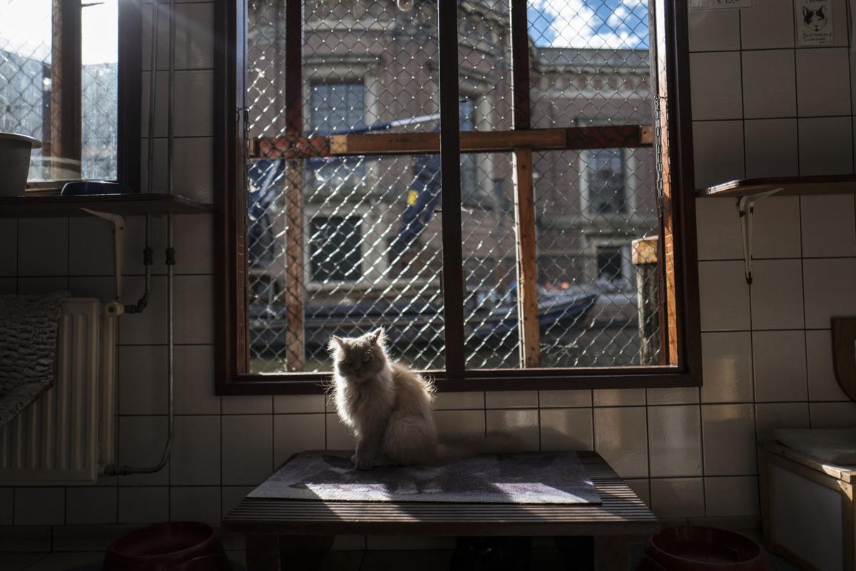 Photos Stray Cats Find A Home On An Amsterdam Houseboat World
