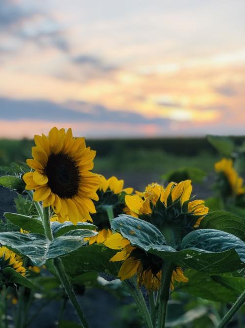 Looking To Get Outside Rader Family Farms Hosts Sunflower Days Festival This Weekend Local News Pantagraph Com
