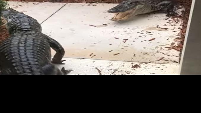 Florida Woman Finds Gators Fighting By Her Home And More Of This