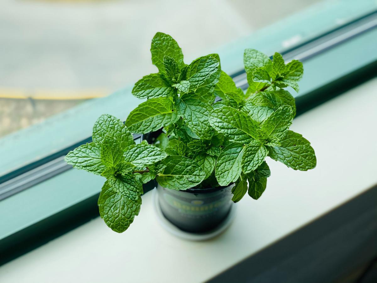 Mint grown indoors