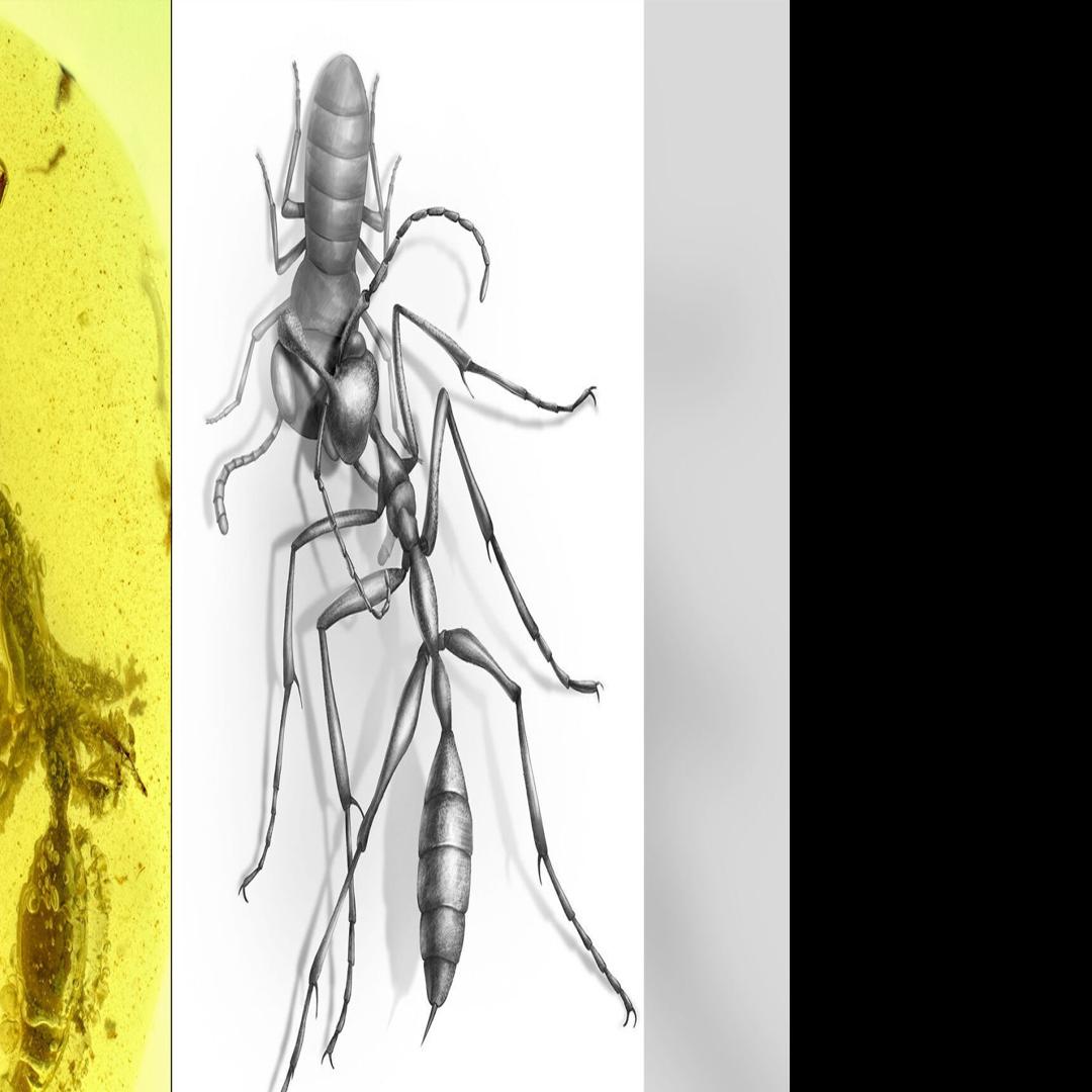 Fossil Shows How Prehistoric Hell Ants Hunted Their Prey With Unusual Headgear World News Pantagraph Com