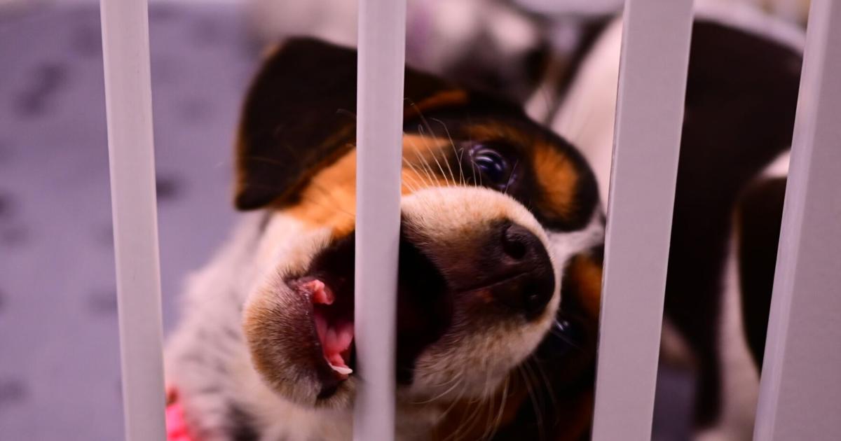 PetSmart Charities National Adoption Weekend set for July 25-26