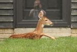 Animal — White-tailed deer