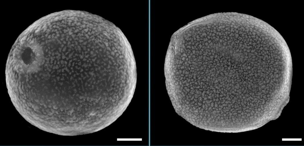 Pollen study reveals the hidden history of grasses