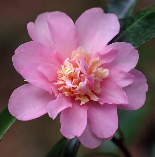 Camellia – Tresory