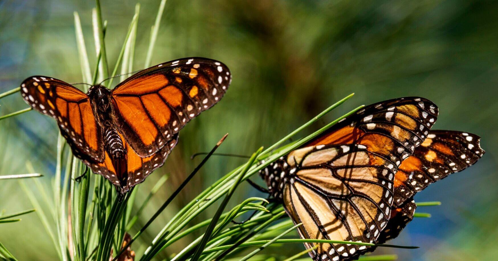 DeWitt County Master Gardeners plan pollinator classes - Vimarsana News