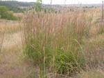Prairie grass — Big Bluestem