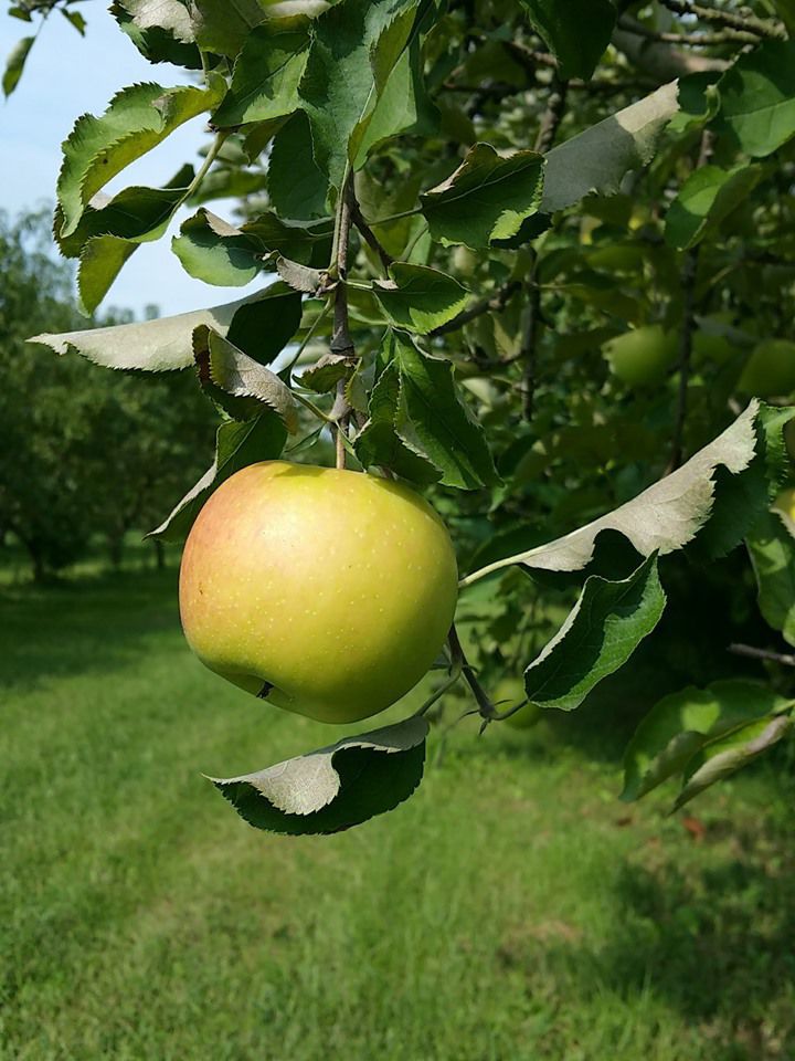 Eagerly awaited Cosmic Crisp apple begins arriving in Clark County grocery  stores - The Columbian