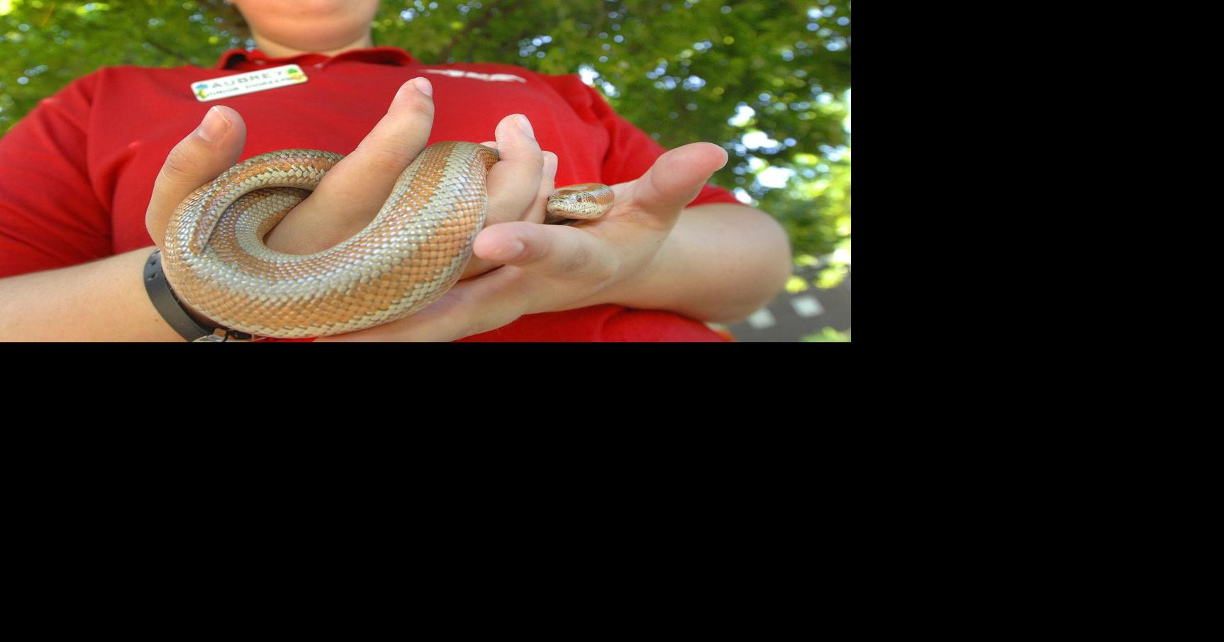 Sweet As Sugar Exotic Animals Gain Popularity But Owners Experts Advise Researching Before You Adopt Or Buy Local News Pantagraph Com