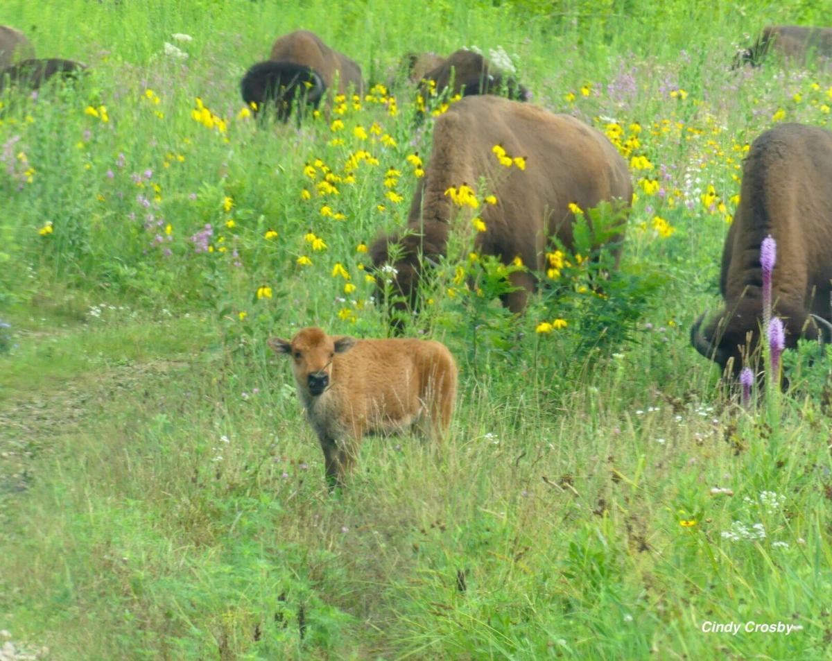 Wild Ones: Illinois Prairie Chapter Program “Buffalo Tales and Tallgrass Trails”