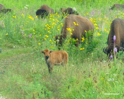 Wild Ones: Illinois Prairie Chapter Program “Buffalo Tales and Tallgrass Trails”