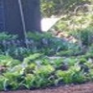 Kitchen Gardens Don T Have To Be Ugly To Be Tasty Home Garden Pantagraph Com