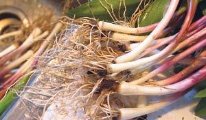 Chefs hungry for wild leeks