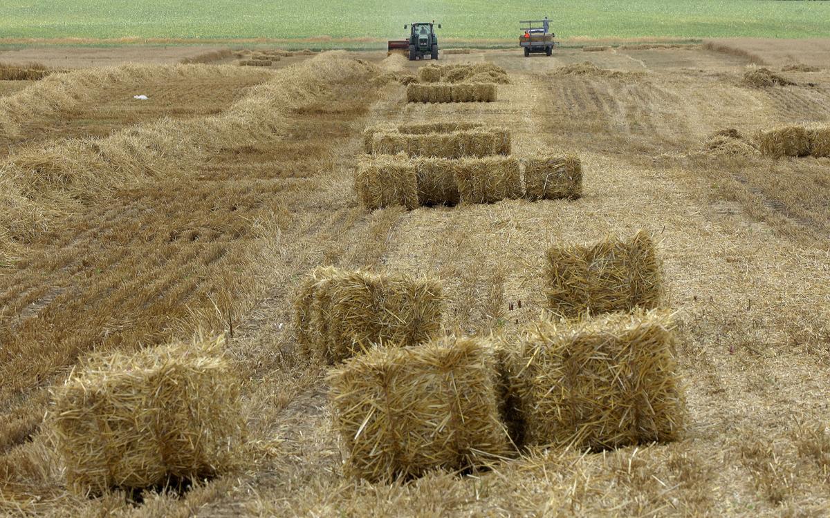 Wheat Harvesting Is Underway In Illinois Here S How It S Going Business Pantagraph Com