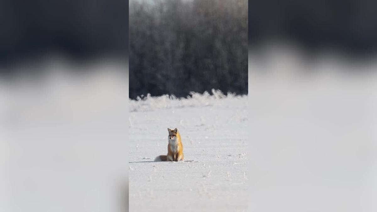 Millennium Park fox family is the latest Chicago wildlife to go viral -  Chicago Sun-Times