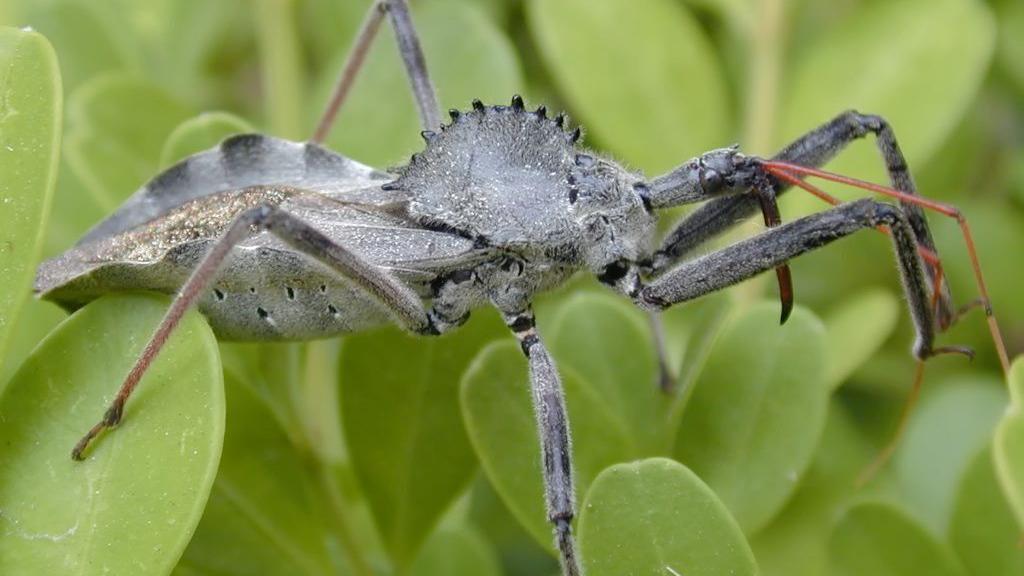YARD AND GARDEN: Discover the eerie wheel bug | Home & Garden YARD AND GARDEN: Discover the eerie wheel bug | Home & Garden