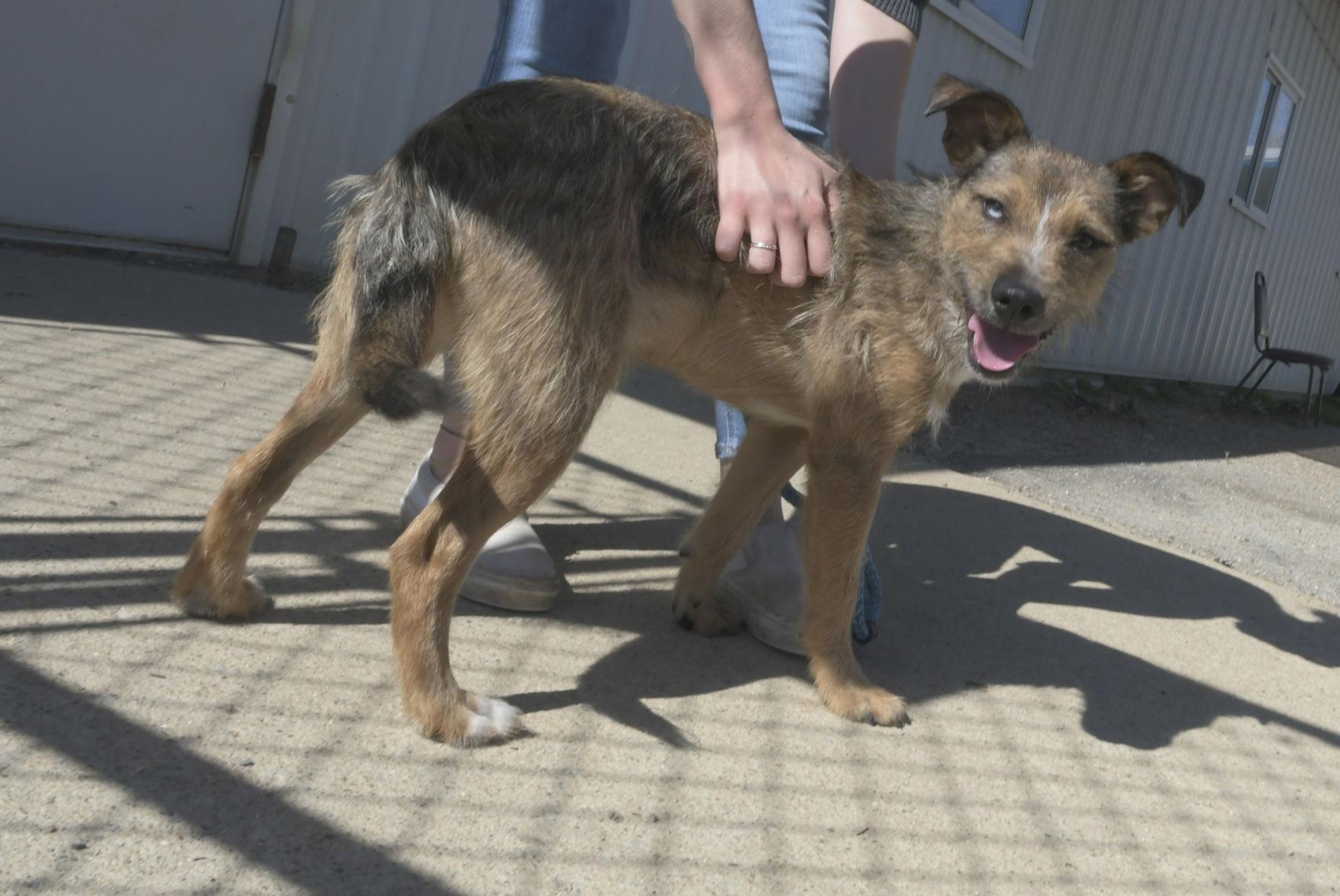Watch now: Central Illinois pet adoptions see positive ...