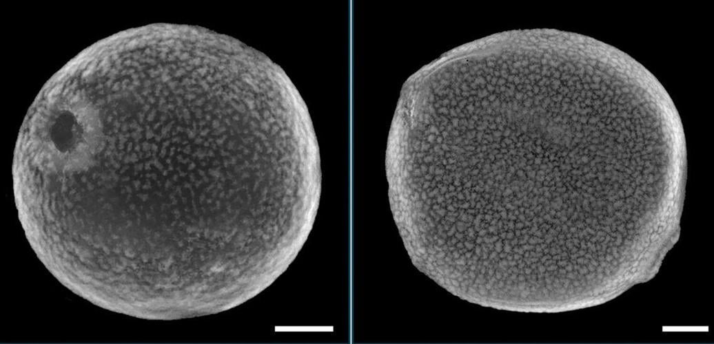 Pollen study reveals the hidden history of grasses