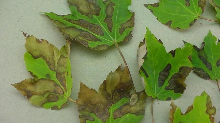 Allsup: Wet climate gardening | Backyard & Panorama