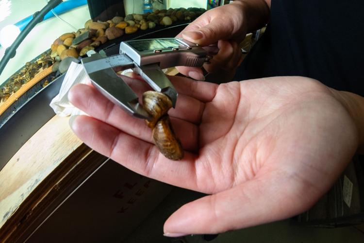 Undergraduate biology student uses DNA detective work to track invasive species