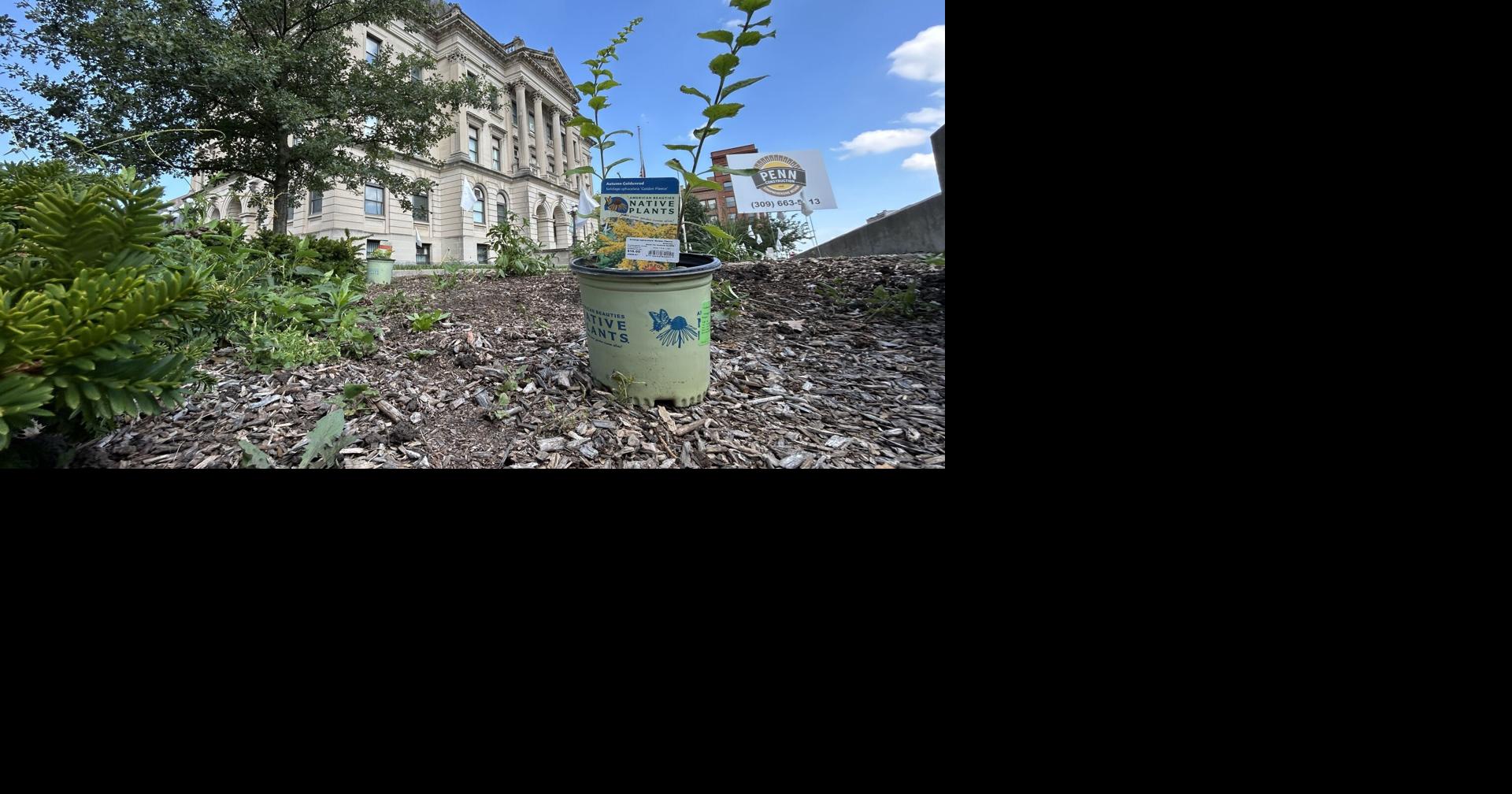 Native plants take root on Bloomington’s downtown square