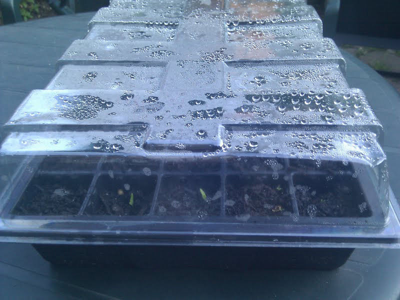Seed Starting