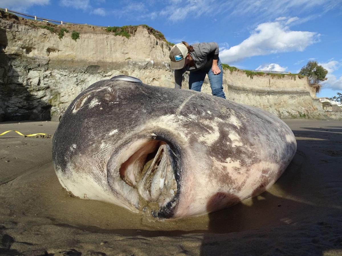 massive, strange fish found on california beach