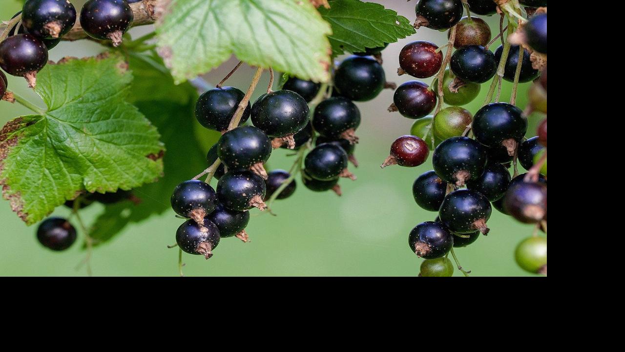 Frillman: All about black currants | Residence & Backyard