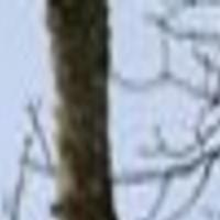 Sightings Show Cougars Expanding Into Illinois Other Nearby