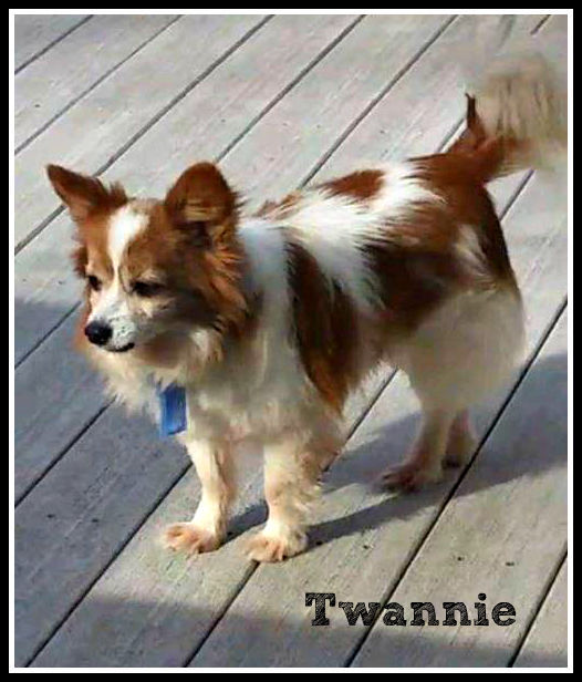 Papillon cheap rescue midwest