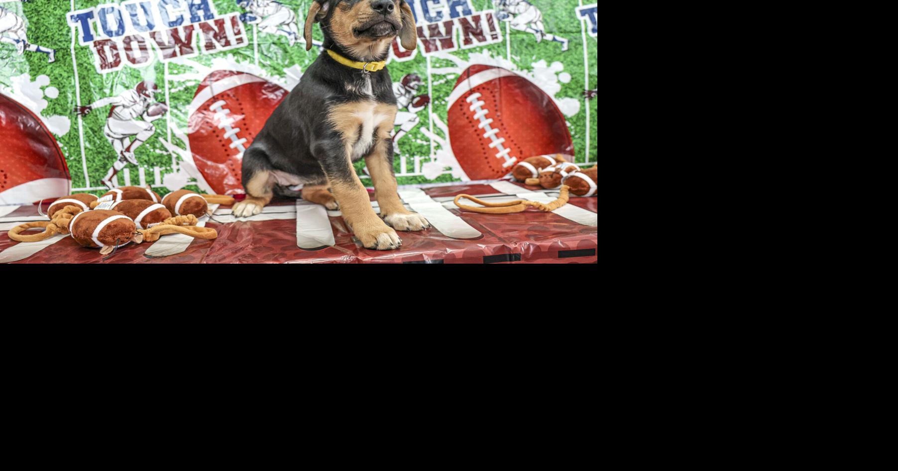 Puppy bowl, rescue bowl taking over Bloomington-Normal