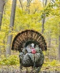 Leave the Leaves and Give Winter Wildlife a Home