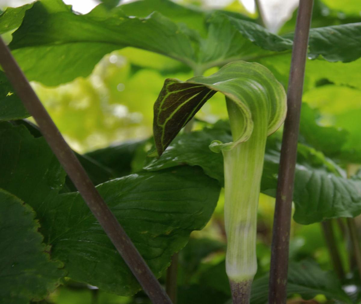 Jack in the pulpit