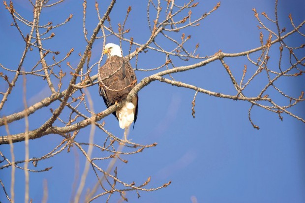 In Winter Nation S Bird Calls Illinois Its Home Go