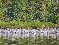 Weathering the Cold Part 2: Migration