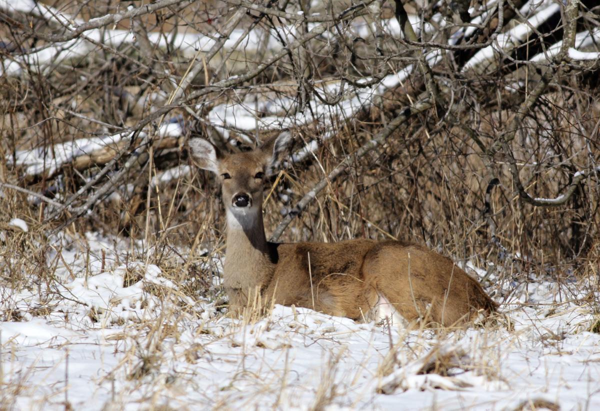 White-tailed deer