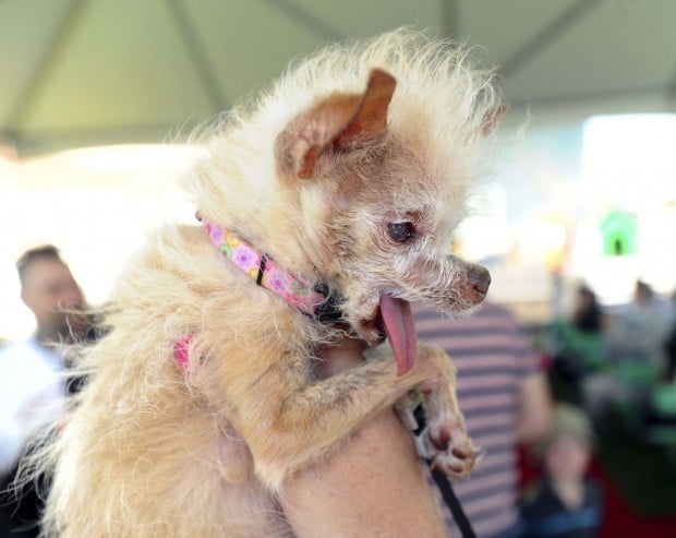 Weird chihuahua mixes sales