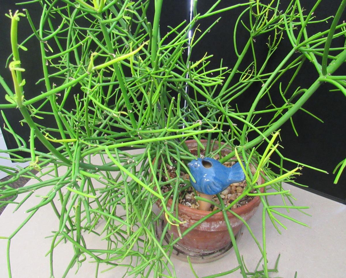 Allsup Succulent Plants Make A Big Statement Home Garden Pantagraph Com