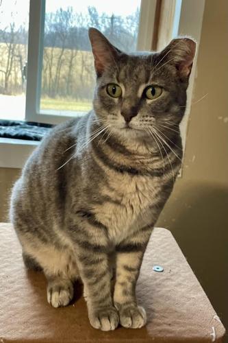 041626-wcj-news-arkpets1.jpg
