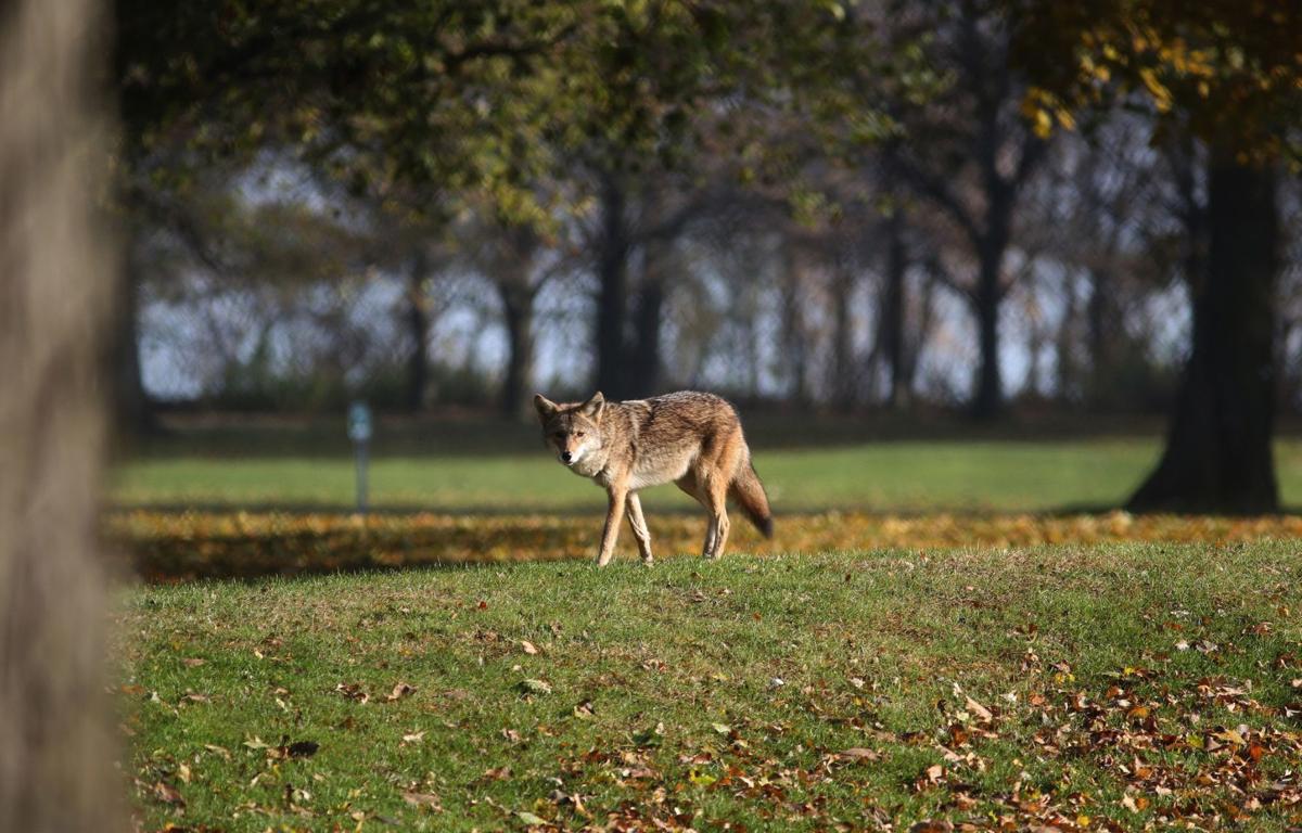 Watch Now Have You Seen More Coyotes In Bloomington Normal We Asked The Experts Local News Pantagraph Com 2021 orlen cup kodz, world athletics indoor tour bronze, live stream, start lists, schedule and results. seen more coyotes in bloomington normal