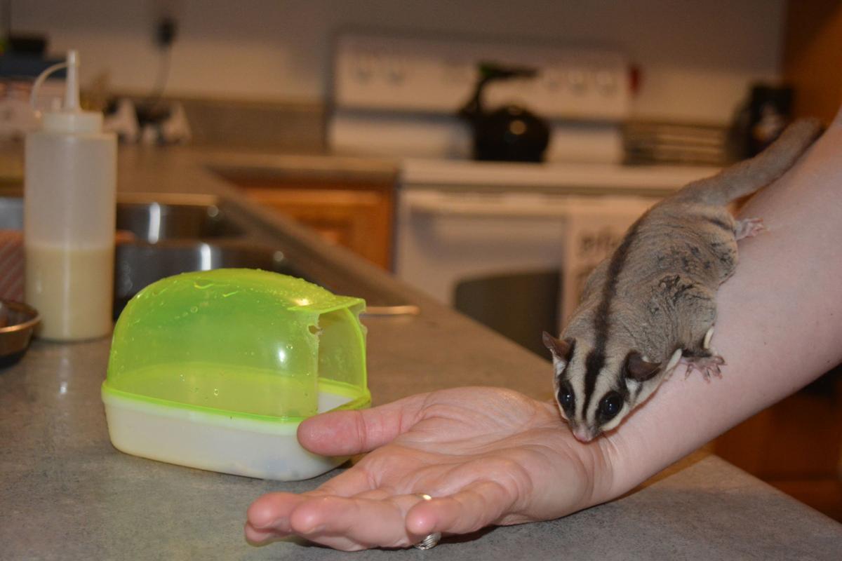 Sweet As Sugar Exotic Animals Gain Popularity But Owners