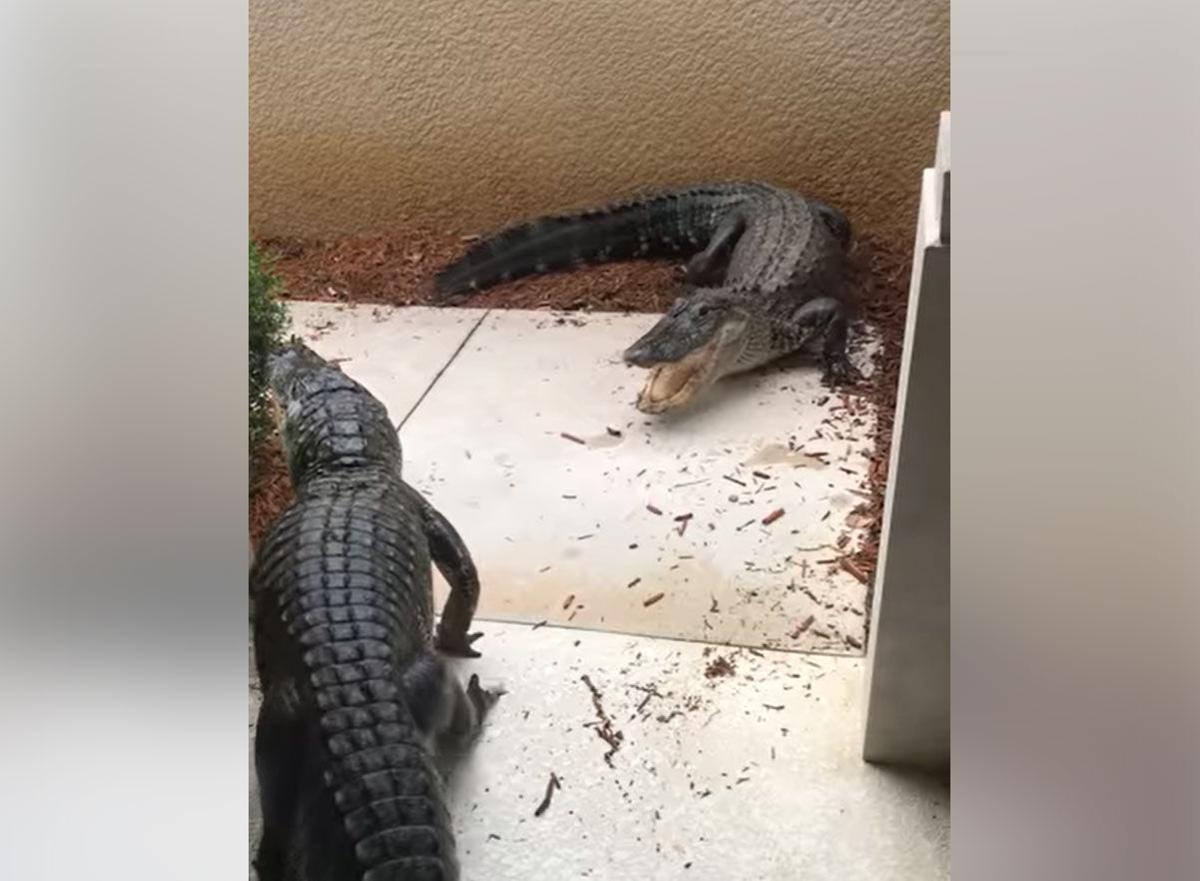 Florida Woman Finds Gators Fighting By Her Home And More Of This