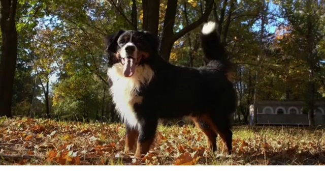 Six mountain dog breeds that love the outdoors
