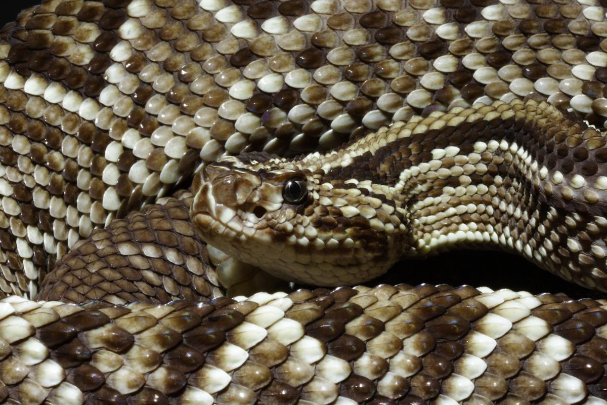 The Most Dangerous Snakes In The World National News Pantagraph Com