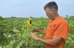 Watch now: Pumpkin sales break records amid coronavirus pandemic