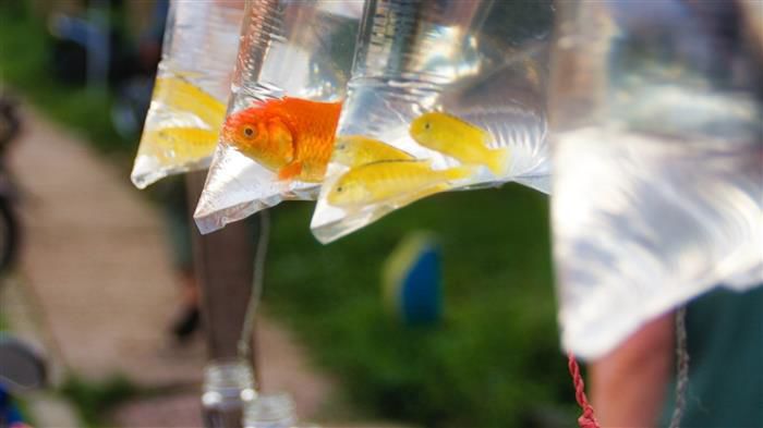 no more goldfish illinois senate bill