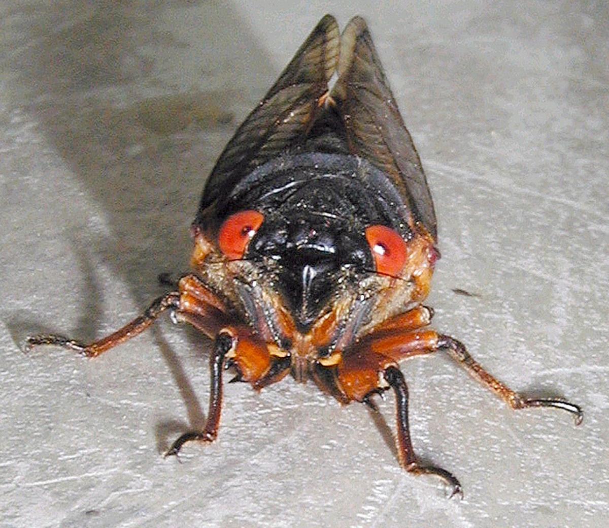 What's the buzz? Cicadas may emerge early in Central Illinois