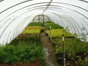 Nursery grown!