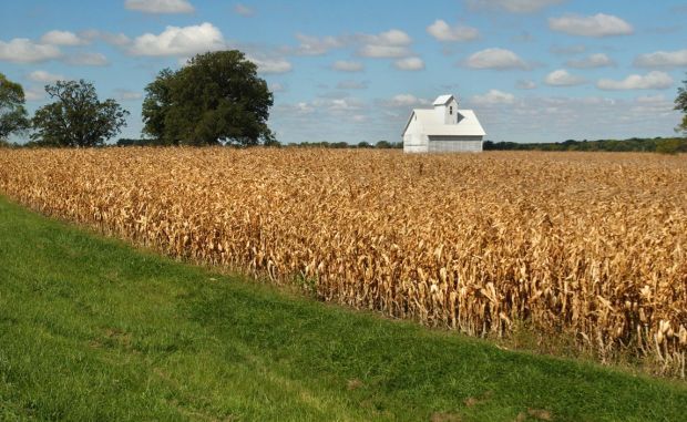 White barn in cornfield